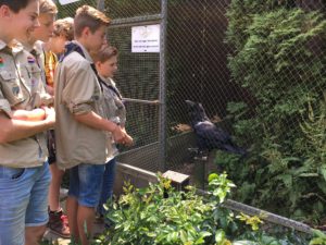 Scouts kijken naar een raaf in het vogelrevalidatiecentrum